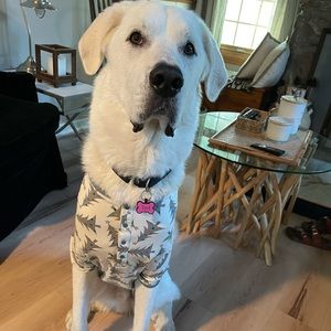 Big Dog Jammies/Non slip socks bundle — Sz 2XL